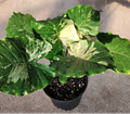 8" Alocasia Odora Variegated  